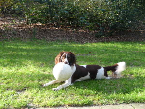 Engelse Springer Spaniel