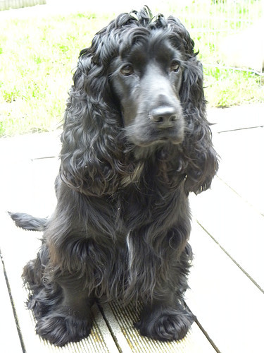 Engelse Cocker Spaniel