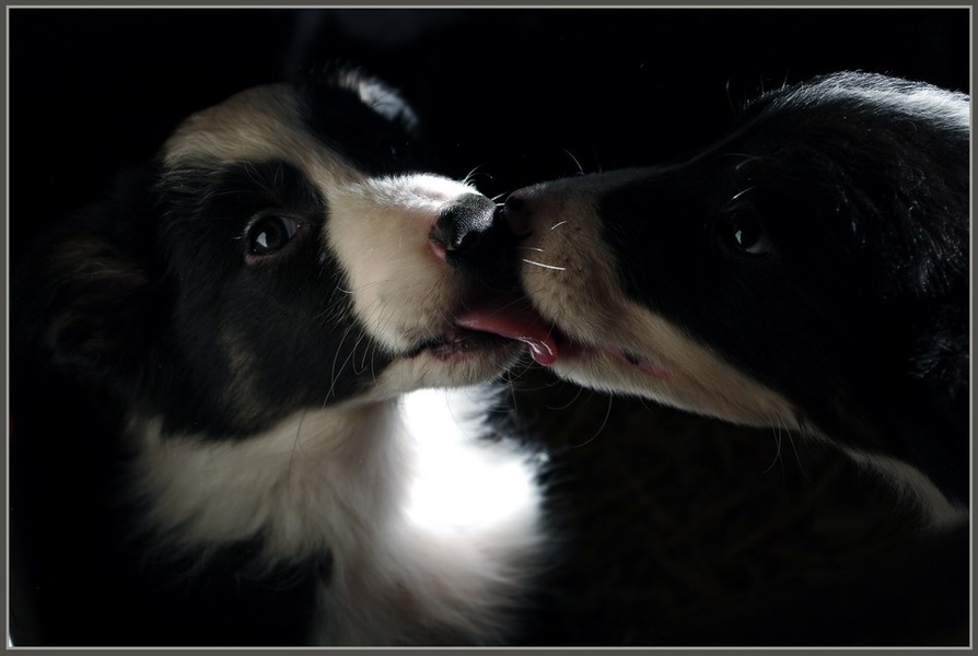 Border Collie