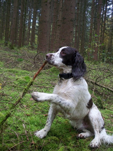 Engelse Springer Spaniel