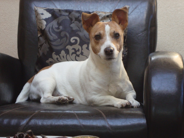 Jack Russell Terrier