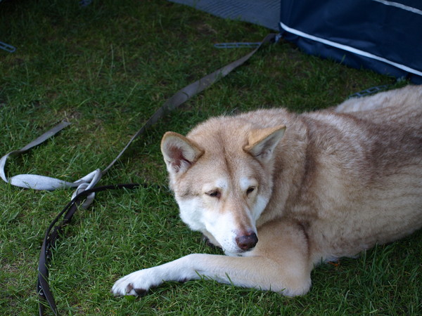 Saarloos Wolfhond