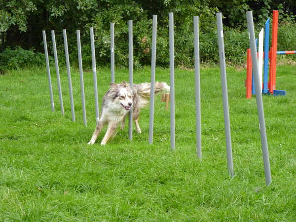 Meadow in agility