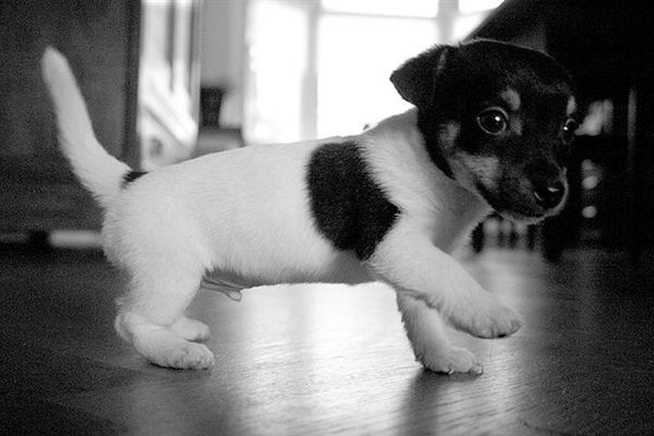 Jack Russell Terrier