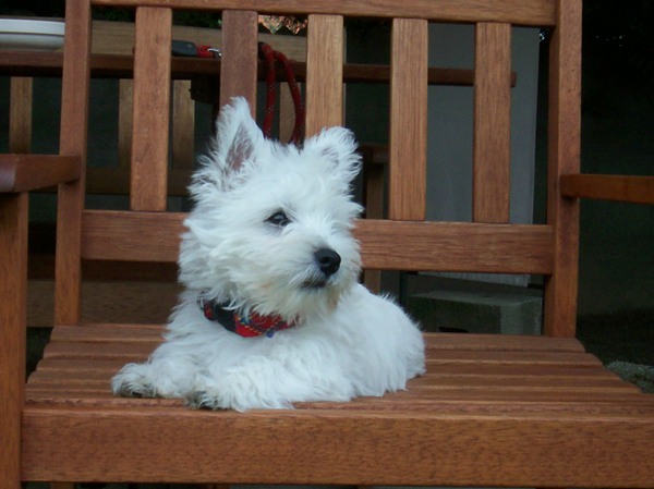 West Highland White Terrier