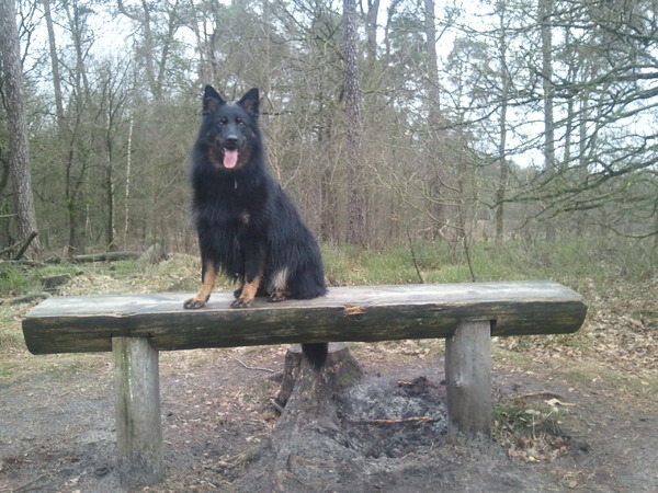 Hallo allemaal, dit is onze Rashja, een Chodsky Pes (Ook wel Boheemse herder/Bohemian Shepherd of Chodenhund genoemd). Een echte knuffelherder! Dit (nog niet volledig in Europa erkend) ras is ook in Ned nog niet heel bekend.  Het zijn echt superhonden uit