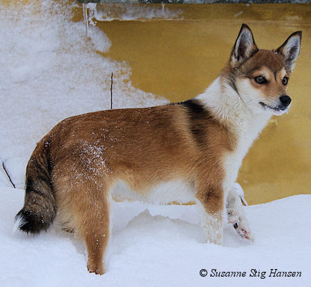 Noorse lundehond