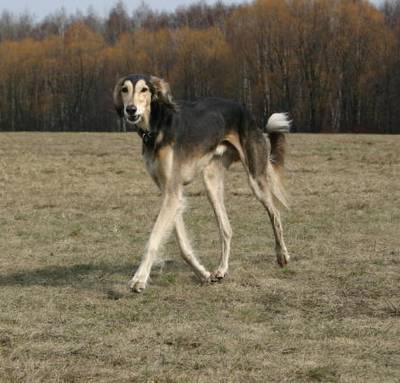 de saluki