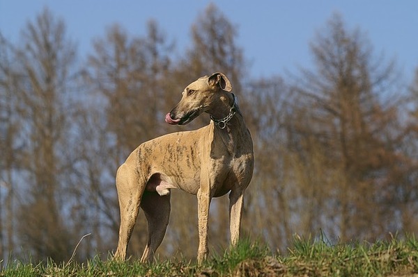 De galgo espanol