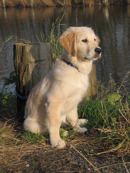 Golden Retriever