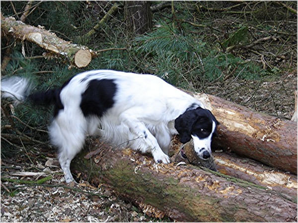 Engelse Springer Spaniel