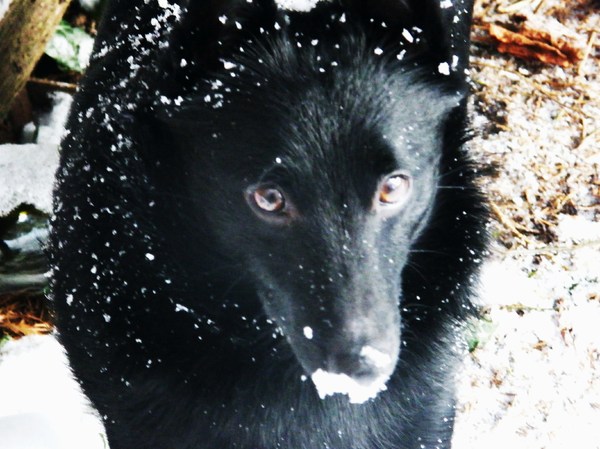 Schipperke