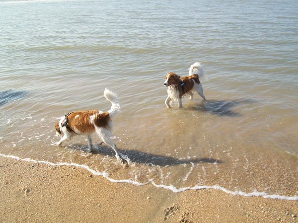 roxie en scotty aan zee