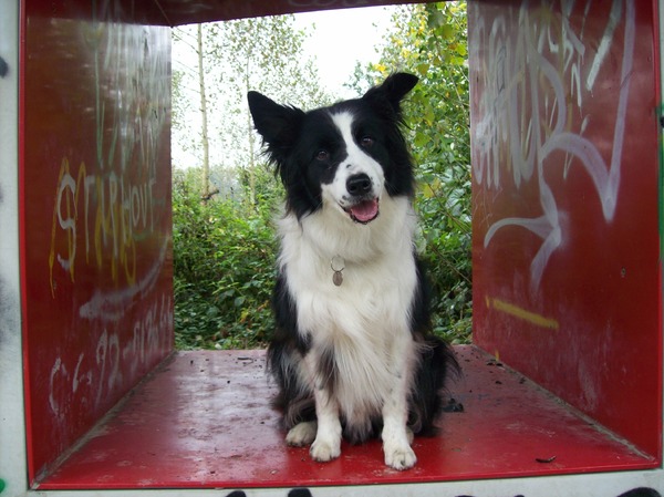 Border Collie