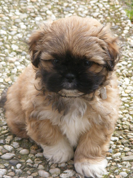 Shih Tzu