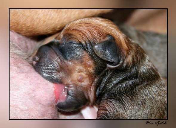 Rhodesian Ridgeback