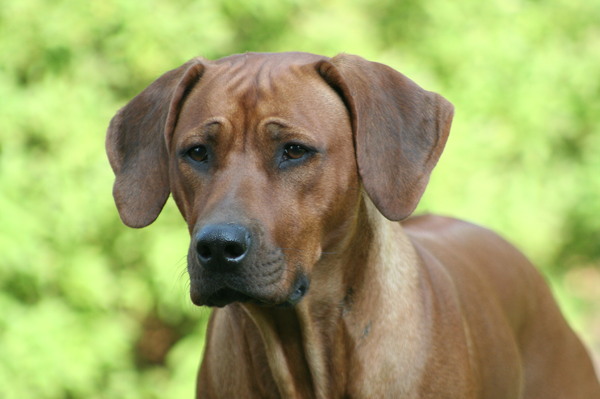 Rhodesian Ridgeback