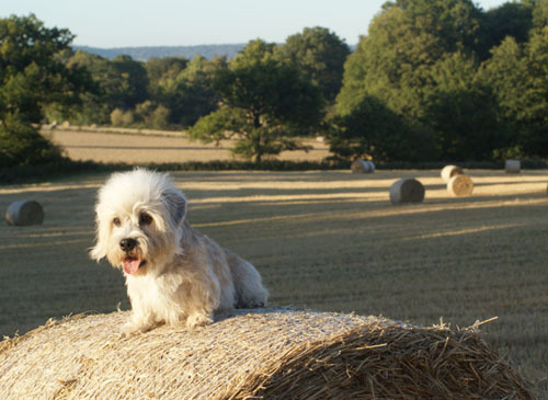 Dandie Dinmont Terriër