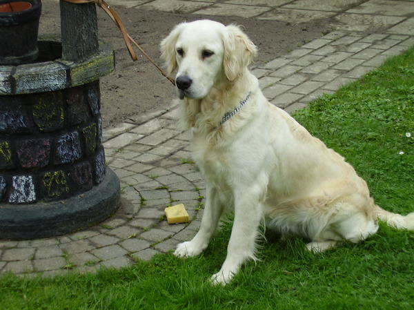 Golden Retriever