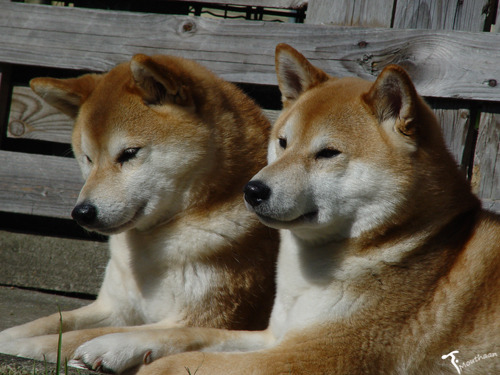 Shiba Inu