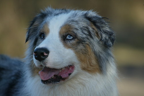 Australian Shepherd