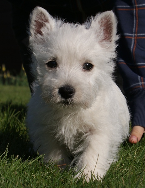 West Highland White Terrier