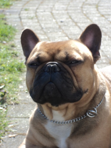 Franse Bulldog