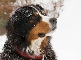 Berner Sennenhond