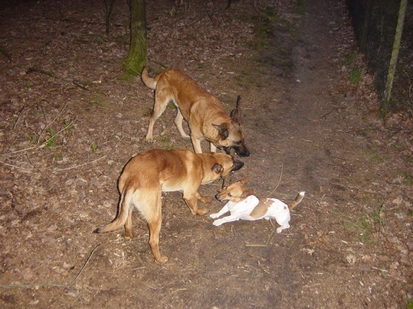 3 grote vrienden