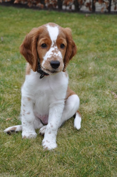 Welsh Springer Spaniel