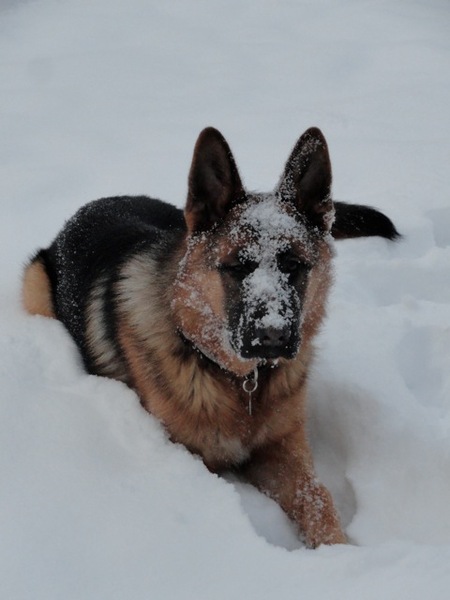 Onze Max in de sneeuw