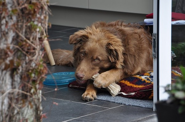 Australian Shepherd