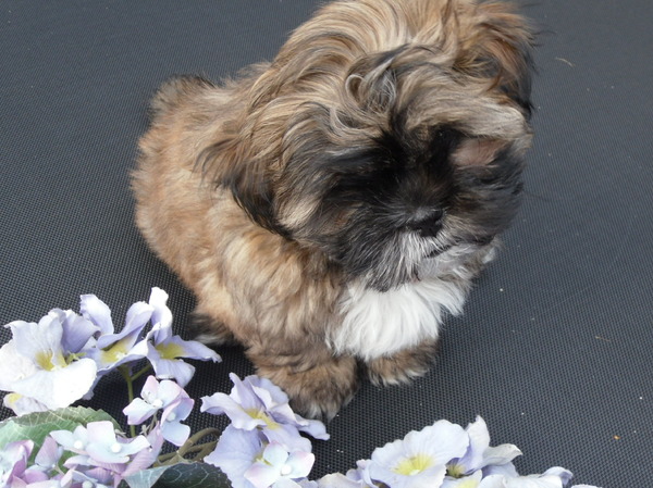 Shih Tzu