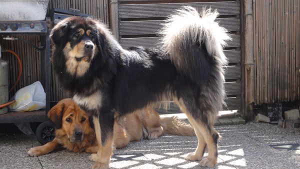 Tibetaanse Mastiff