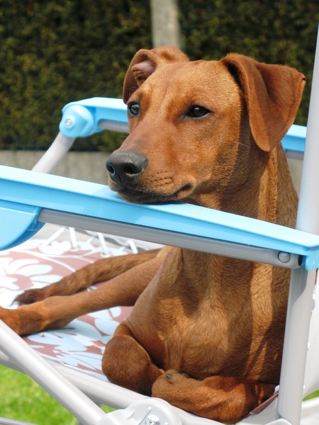 Duitse Pinscher