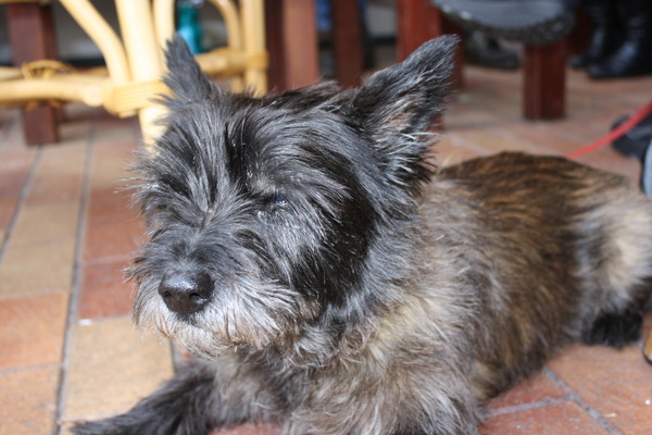 Cairn Terrier