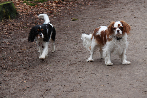 Cavalier King Charles Spaniel