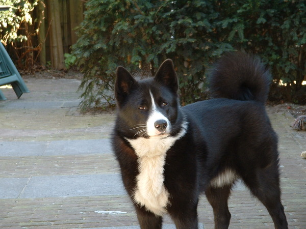 Karelische Berenhond