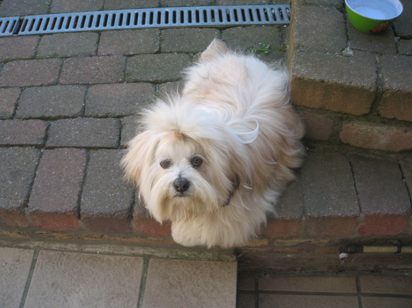 Lhasa Apso