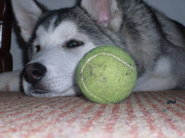 Alaskan Malamute