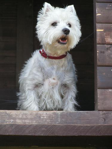 West Highland White Terrier