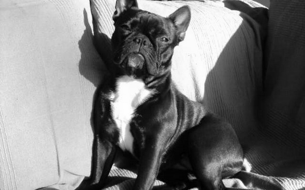 Franse Bulldog