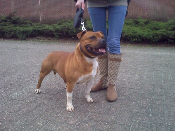 Staffordshire Bull Terrier