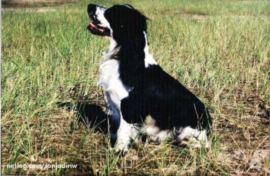 Engelse Cocker Spaniel