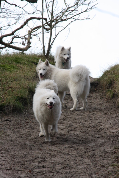 De 3 musketiers 