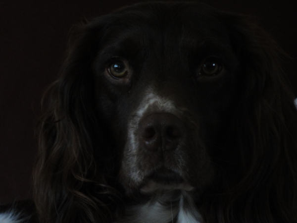 Engelse Springer Spaniel