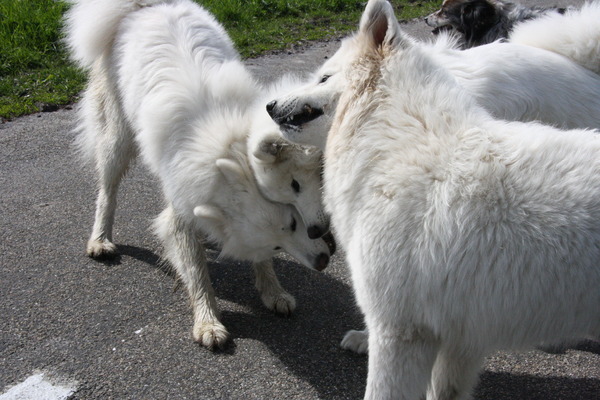 Drie honden vechten om een stok............