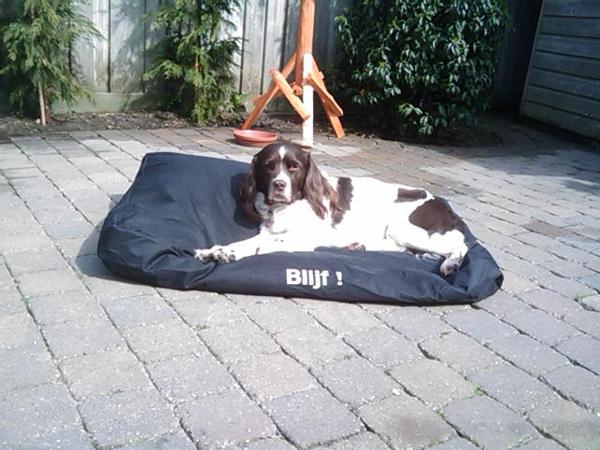 Engelse Springer Spaniel