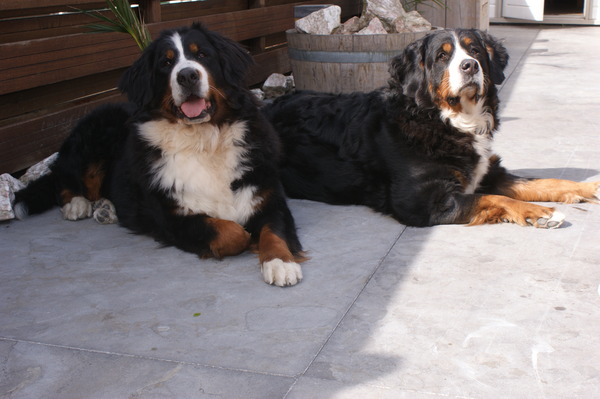 Berner Sennenhond