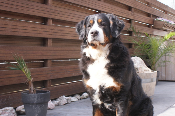 Berner Sennenhond